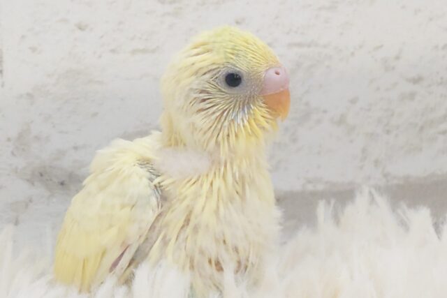 セキセイインコ