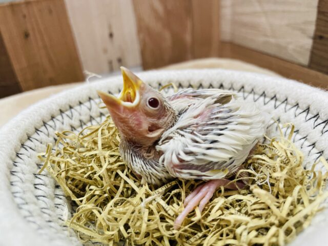 シルバーイノ文鳥