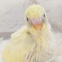 フレッシュレモネード🍋 .*゜セキセイインコ(クリームハルクイン) ヒナ
