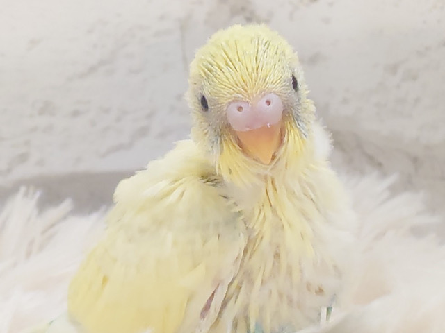 フレッシュレモネード🍋 .*゜セキセイインコ(クリームハルクイン) ヒナ