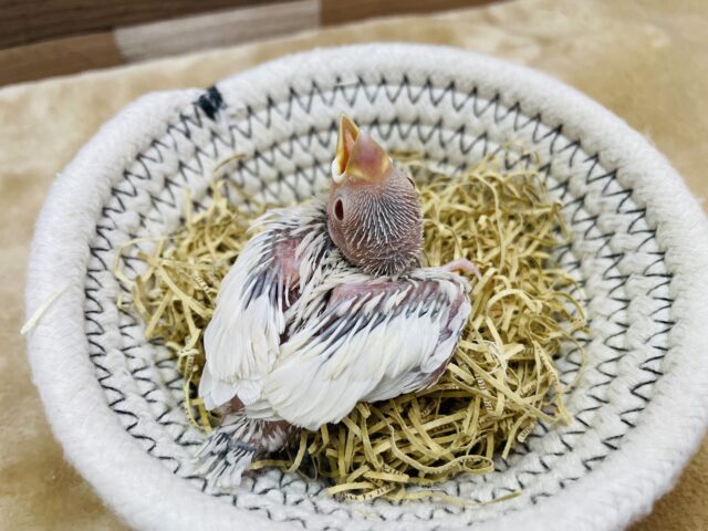 シルバーイノ文鳥