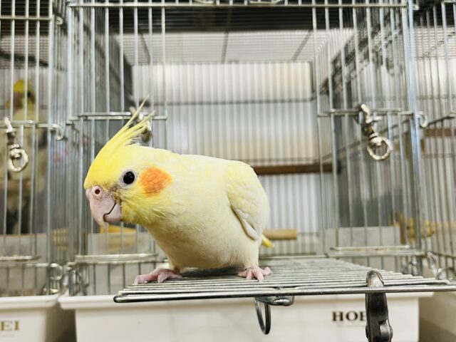 オカメインコ