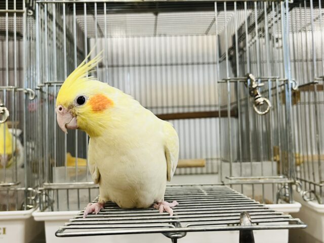 オカメインコ