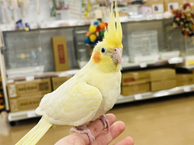 オカメインコ