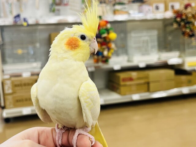 オカメインコ