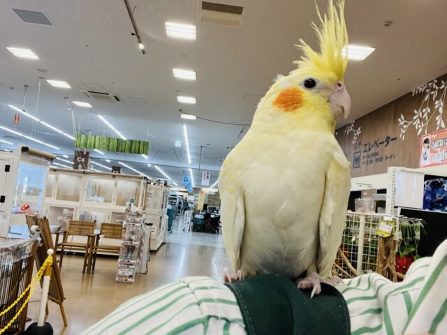 オカメインコ