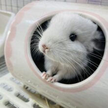 キュルキュルおめめが可愛すぎる〜🥰チンチラのパイドの男の子❣️