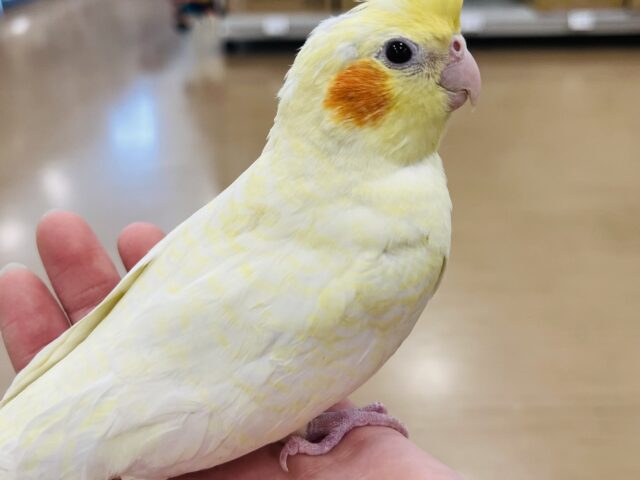 オカメインコ