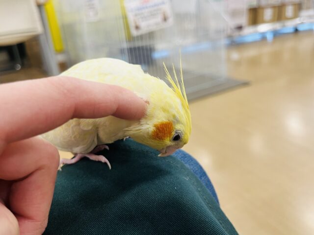 オカメインコ