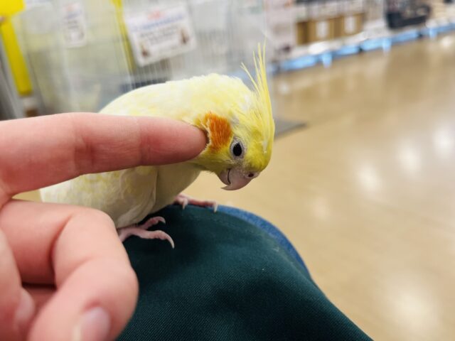 オカメインコ