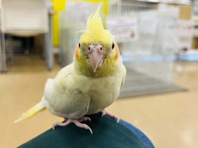 オカメインコ