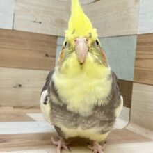 ②むっちり♡1人餌オカメインコのパイド✴︎