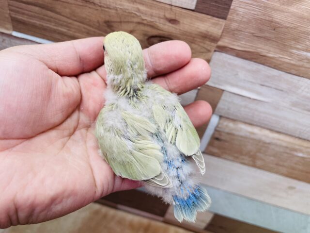 コザクラインコ（小桜インコ）