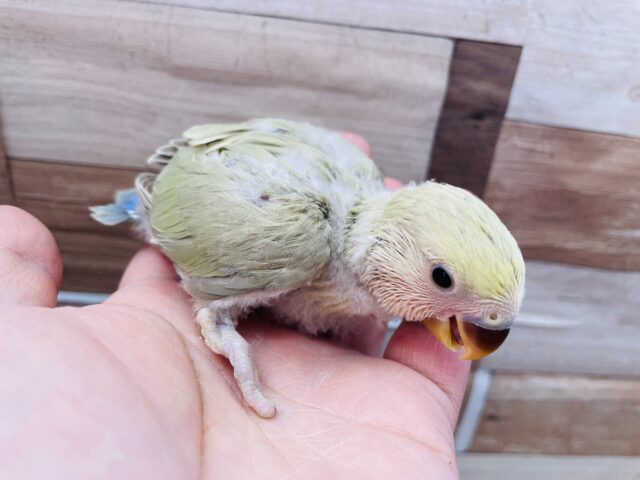 コザクラインコ（小桜インコ）