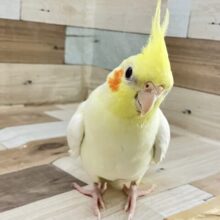 ✨3/22更新✨強さは正義🌟⋆꙳₺ჯ₺ჯを受けてみろォ🤭♥️①オカメインコ（ルチノー）