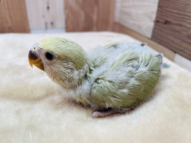 コザクラインコ（小桜インコ）