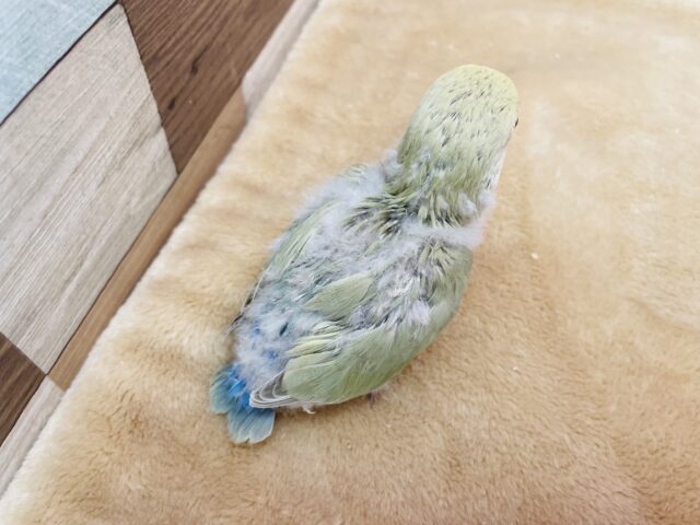 コザクラインコ（小桜インコ）