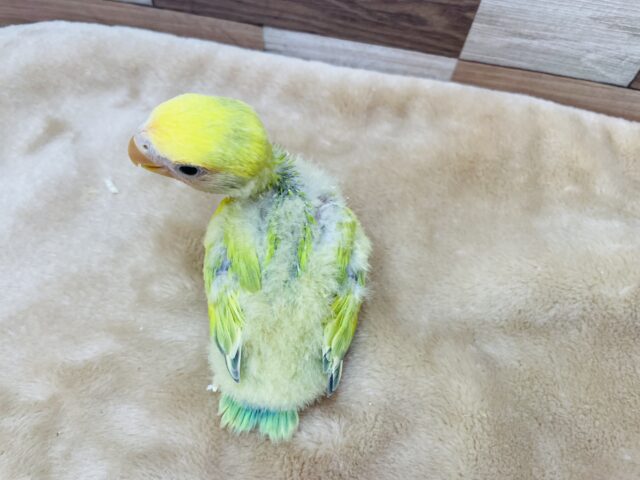 コザクラインコ（小桜インコ）