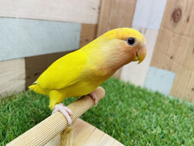 コザクラインコ（小桜インコ）