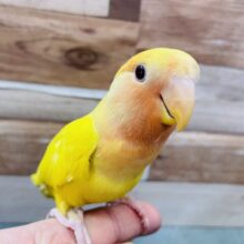 元気いっぱいで遊び上手なコザ⭐️コザクラインコのルチノーオパーリン‼️