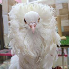 遂に降臨されました！！ジャコビンのラファエル様👼