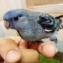 最新画像あります⭐️ジワジワとハートの自由奪ってあげるっ💙サザナミインコのコバルト❣️