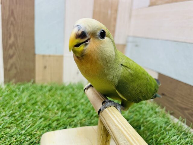 コザクラインコ（小桜インコ）