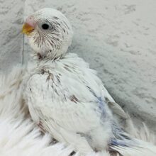 1度は生で見てみたい！美しいよ〜✨セキセイインコ(ホワイトウイングライラック) ヒナ