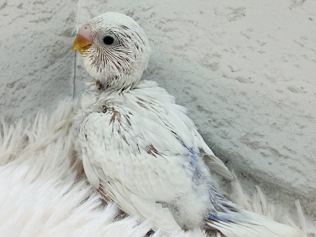 1度は生で見てみたい！美しいよ〜✨セキセイインコ(ホワイトウイングライラック) ヒナ