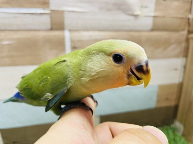 コザクラインコ（小桜インコ）