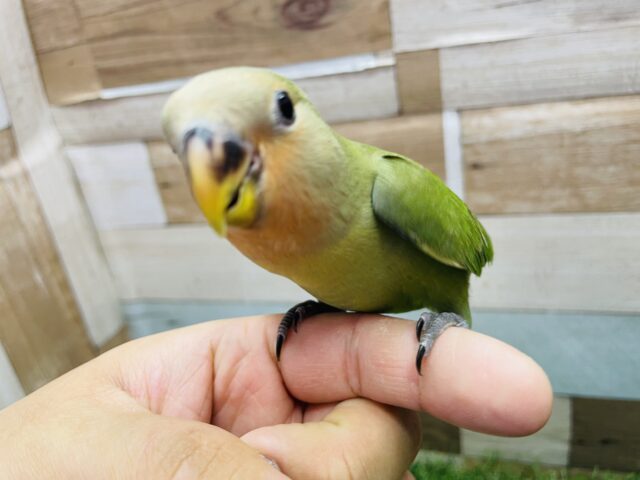 かまってアピールが可愛すぎますっ😍コザクラインコのノーマル❣️