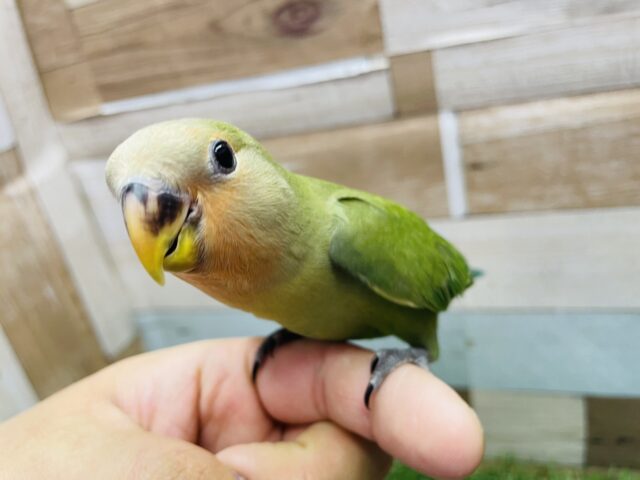 コザクラインコ（小桜インコ）