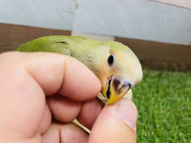 コザクラインコ（小桜インコ）