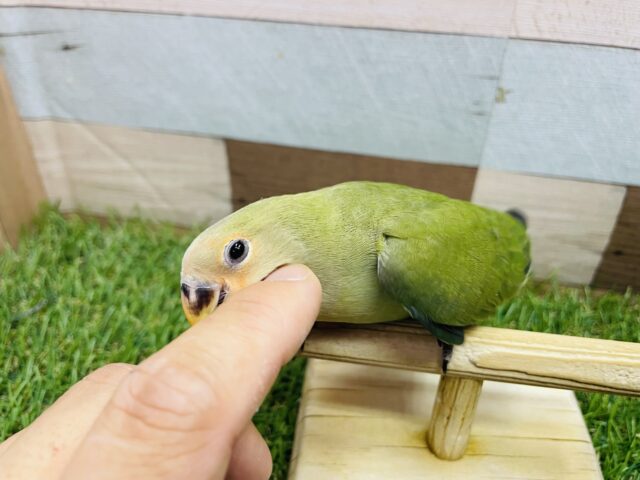 コザクラインコ（小桜インコ）