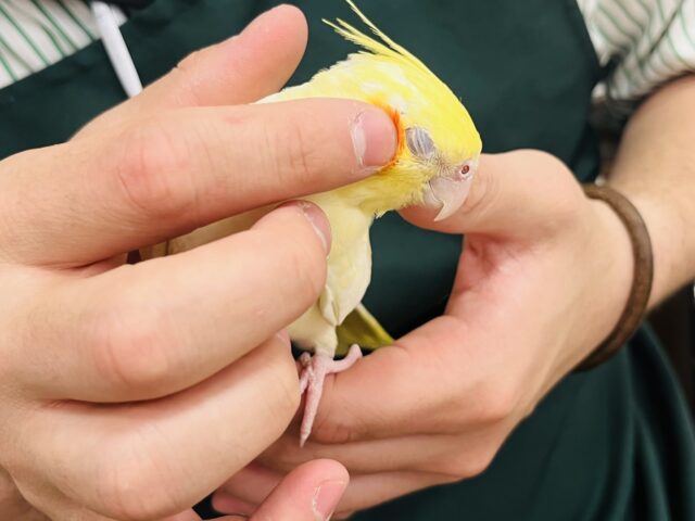 オカメインコ