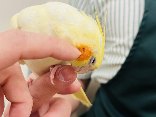 オカメインコ