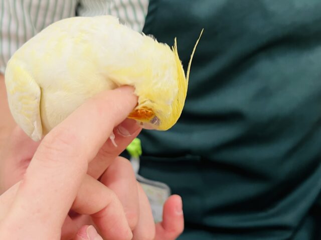 オカメインコ