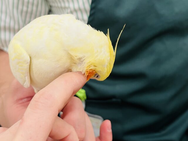 オカメインコ