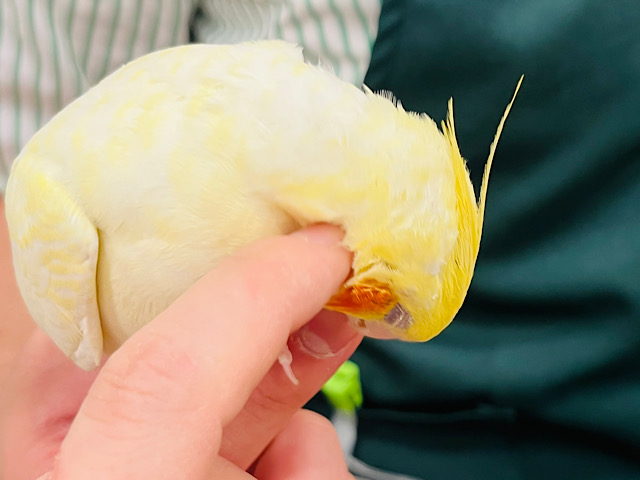 よーく見ると…？✨素敵なパールさん♬*°オカメインコ(ルチノーパール)