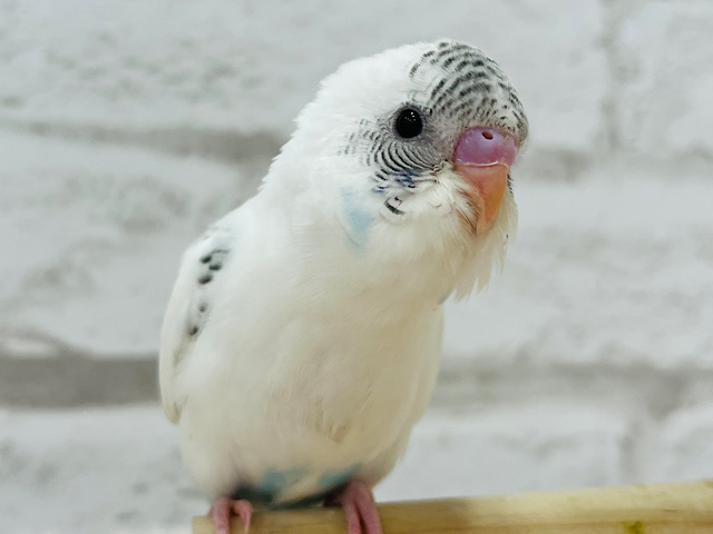 愛嬌たっぷり♡可愛インコ♡セキセイインコ(ハルクイン) ヒナ