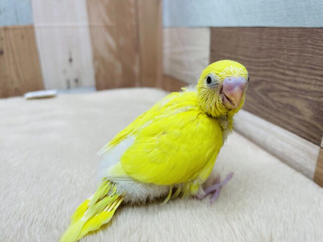 セキセイインコ