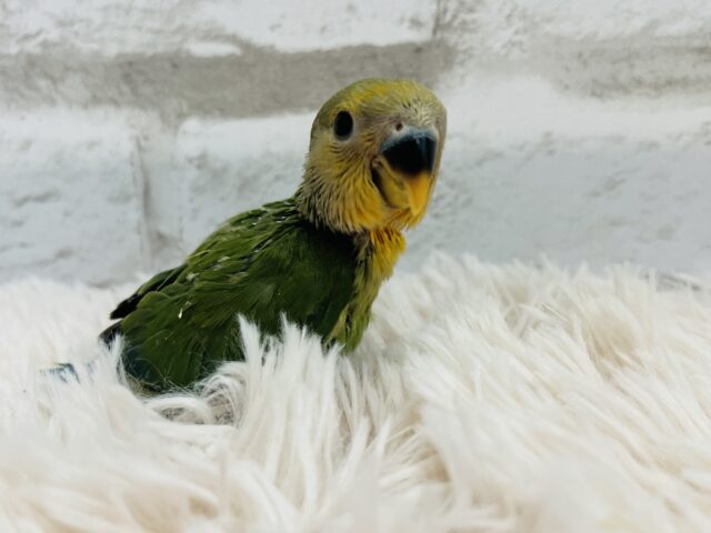 コザクラインコ（小桜インコ）