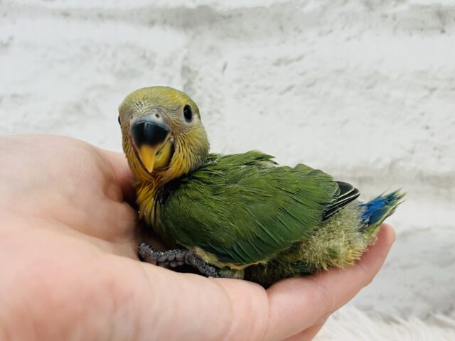 コザクラインコ（小桜インコ）