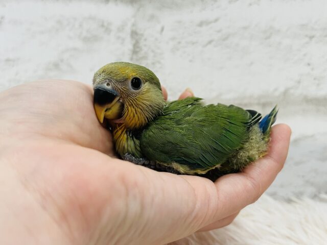 コザクラインコ（小桜インコ）