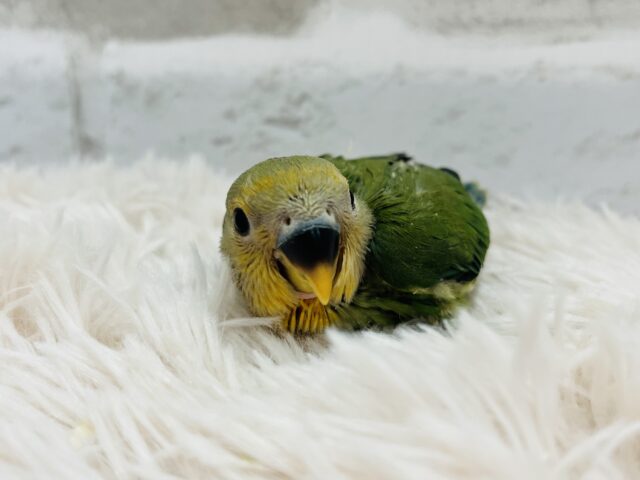 コザクラインコ（小桜インコ）