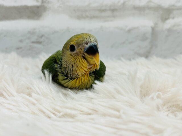 コザクラインコ（小桜インコ）