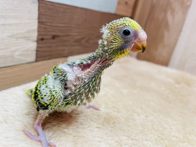 セキセイインコ