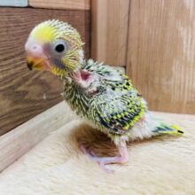がぉーー🦖全力ダッシュで元気いっぱいなミニかいじゅ〜⭐️セキセイインコのオパーリン‼️
