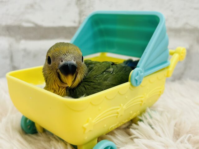 コザクラインコ（小桜インコ）