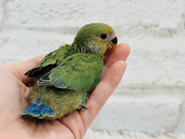 コザクラインコ（小桜インコ）